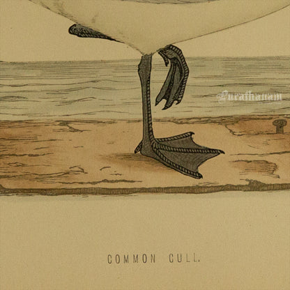 Bird - Common Gull  - Hand-Coloured Wood Engraving - Bird Art / Avian Art