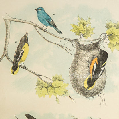 Bird - Chromo lithograph print (Plate -XII) by Theodore Jasper -  Bird Art / Avian Art