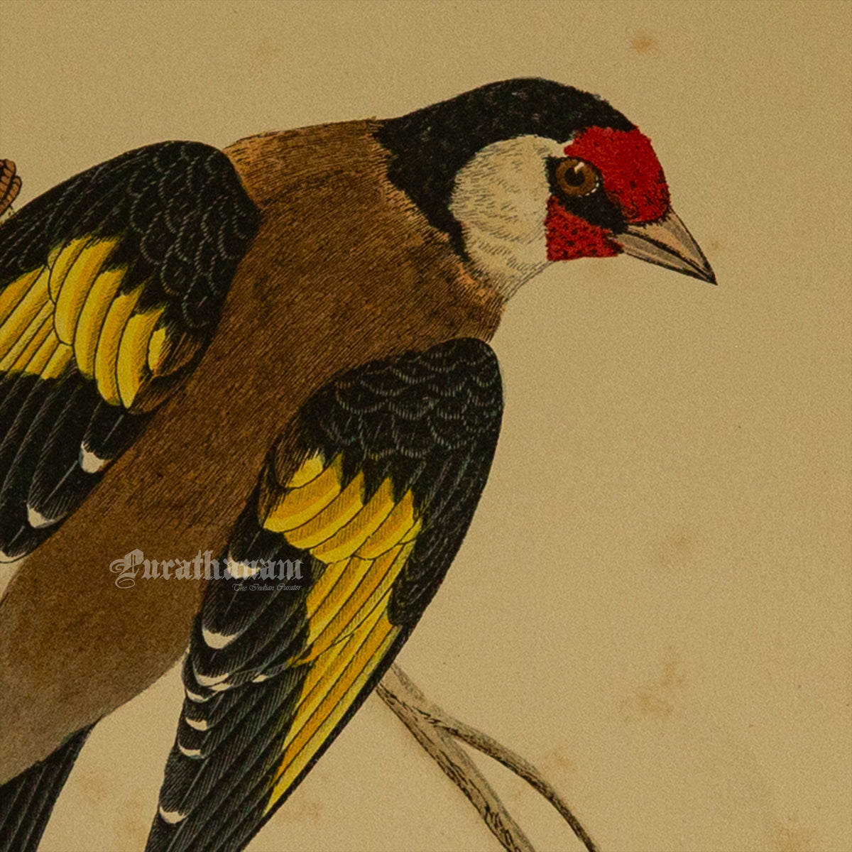Bird -Gold Finch - Hand-Coloured Wood Engraving - Bird Art / Avian Art