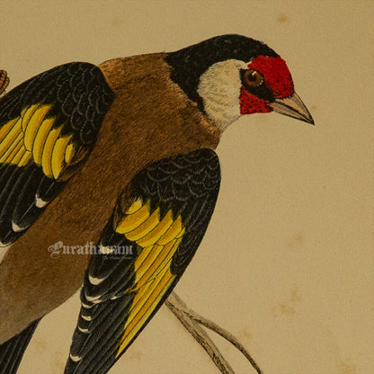 Bird -Gold Finch - Hand-Coloured Wood Engraving - Bird Art / Avian Art