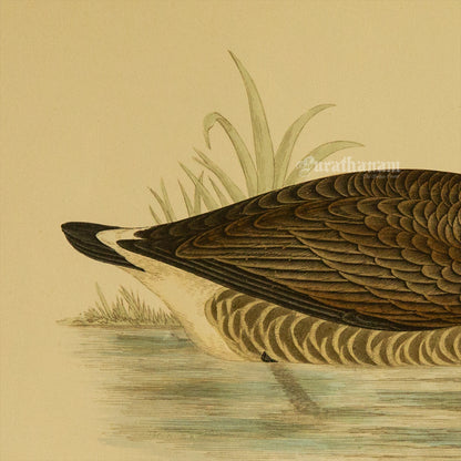 Bird -Canada Goose - Hand-Coloured Wood Engraving - Bird Art / Avian Art