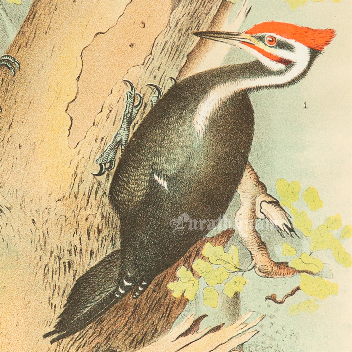 Bird - Chromo lithograph print (Plate -XVIII) by Theodore Jasper -  Bird Art / Avian Art