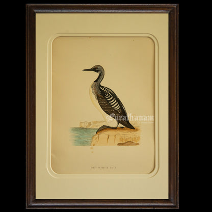 Bird -Black Throated Diver - Hand-Coloured Wood Engraving - Bird Art / Avian Art