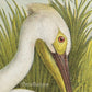 Bird - Chromo lithograph print (Plate - LI) by Theodore Jasper -  Bird Art / Avian Art