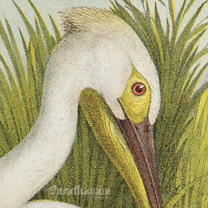 Bird - Chromo lithograph print (Plate - LI) by Theodore Jasper -  Bird Art / Avian Art