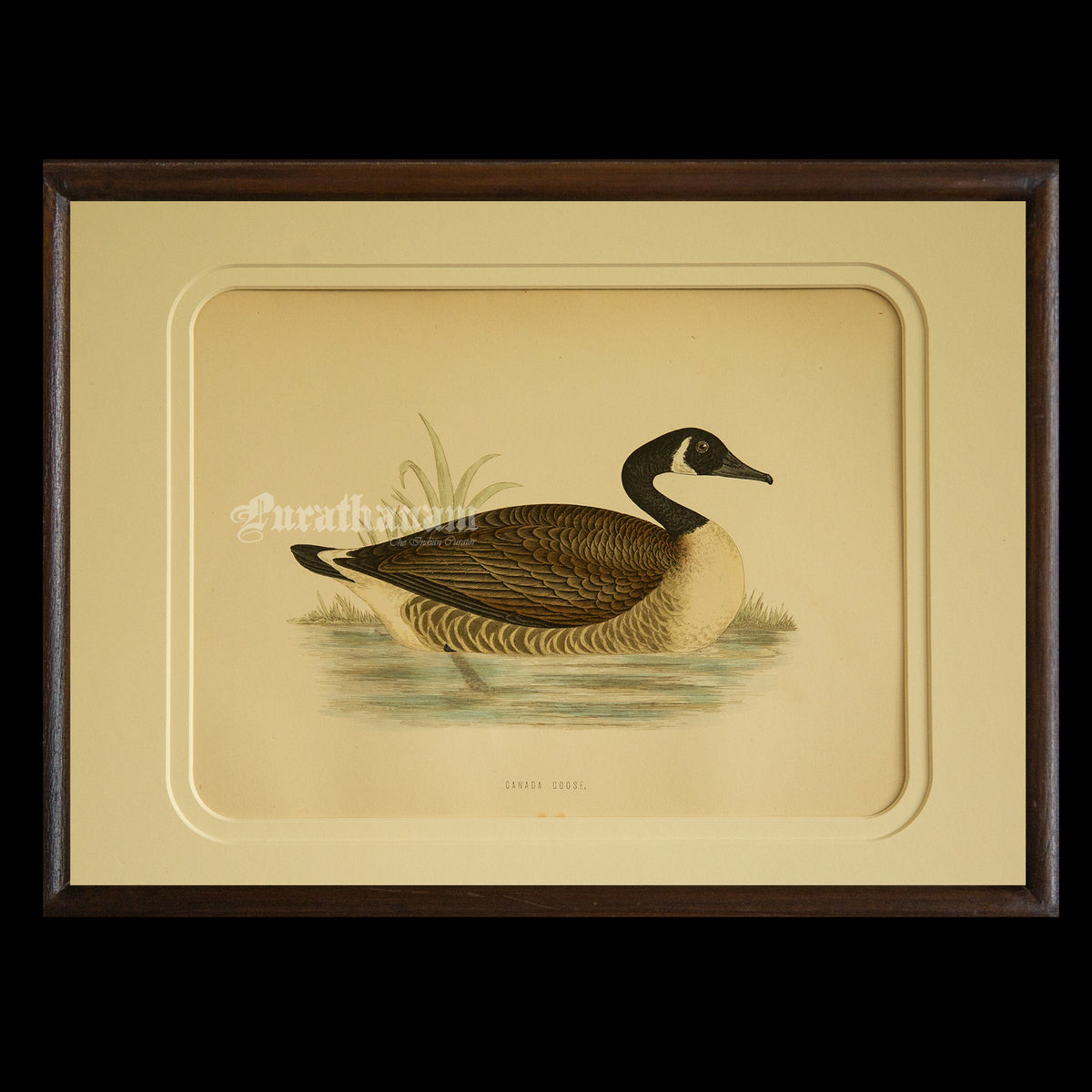 Bird -Canada Goose - Hand-Coloured Wood Engraving - Bird Art / Avian Art