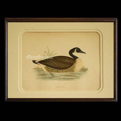 Bird -Canada Goose - Hand-Coloured Wood Engraving - Bird Art / Avian Art
