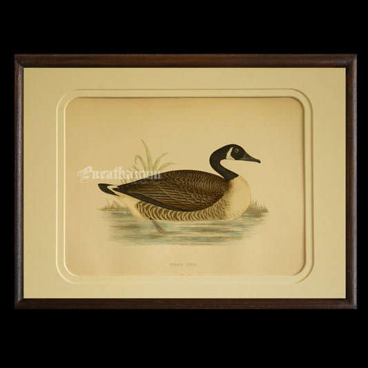 Bird -Canada Goose - Hand-Coloured Wood Engraving - Bird Art / Avian Art