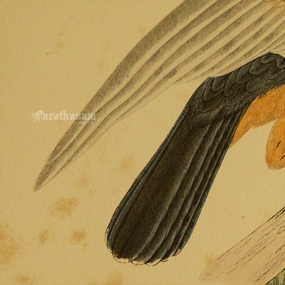 Bird - Hobby- Hand-Coloured Wood Engraving - Bird Art / Avian Art