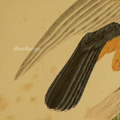 Bird - Hobby- Hand-Coloured Wood Engraving - Bird Art / Avian Art