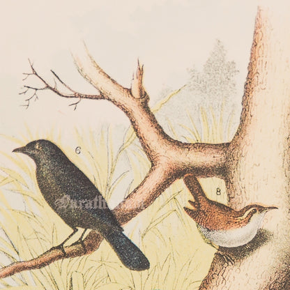 Bird - Chromo lithograph print (Plate - LII) by Theodore Jasper -  Bird Art / Avian Art