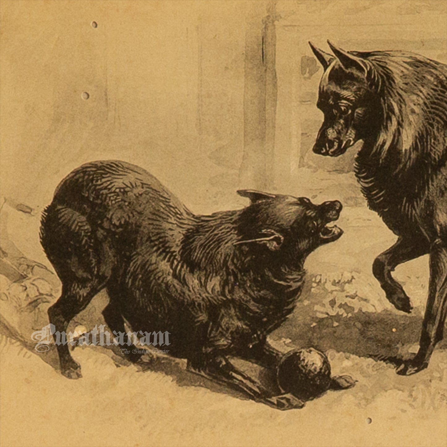 Dogs- Playful Encounter – Schipperke Study, Antique Book Plate (Wildlife Art)- Photogravure Print