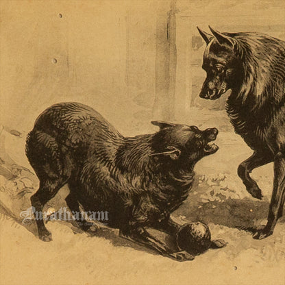 Dogs- Playful Encounter – Schipperke Study, Antique Book Plate (Wildlife Art)- Photogravure Print