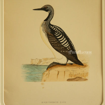 Bird -Black Throated Diver - Hand-Coloured Wood Engraving - Bird Art / Avian Art