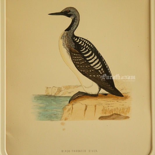 Bird -Black Throated Diver - Hand-Coloured Wood Engraving - Bird Art / Avian Art