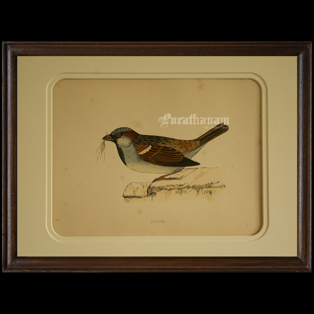 Bird -Sparrow - Hand-Coloured Wood Engraving - Bird Art / Avian Art