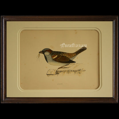 Bird -Sparrow - Hand-Coloured Wood Engraving - Bird Art / Avian Art