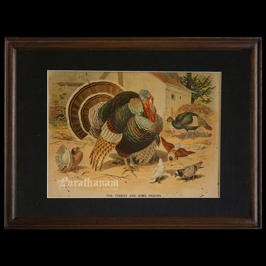 The Turkey and some Pigeons - Bird Art / Avian Art - Chromolithograph Print