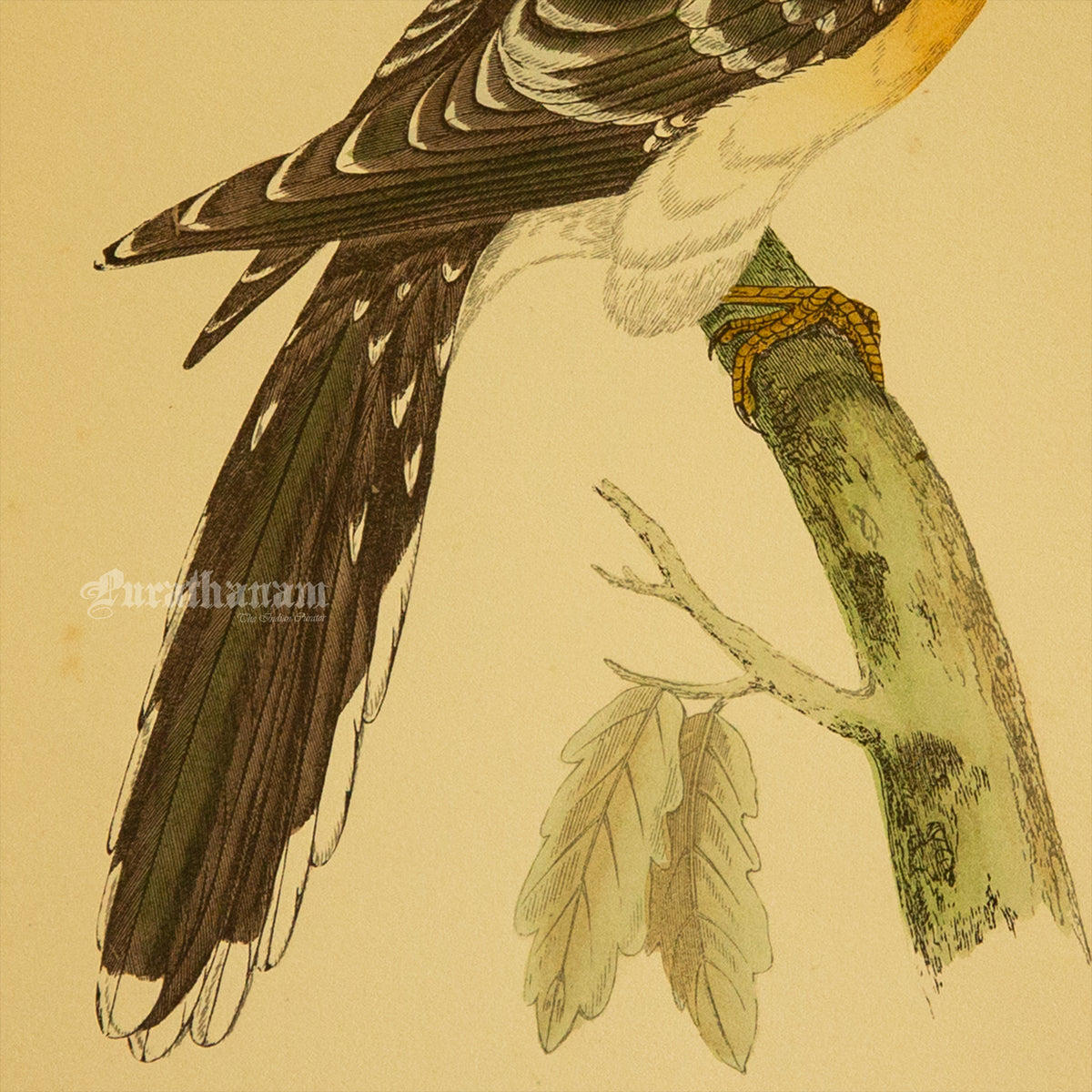 Bird - Great spotted Cuckoo- Hand-Coloured Wood Engraving - Bird Art / Avian Art