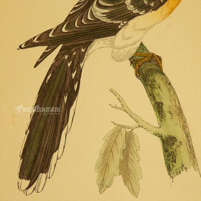 Bird - Great spotted Cuckoo- Hand-Coloured Wood Engraving - Bird Art / Avian Art