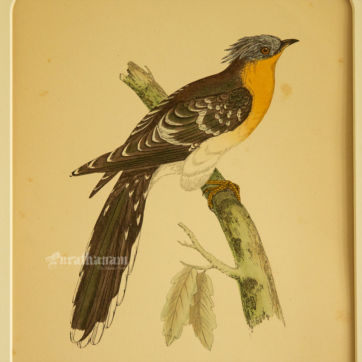 Bird - Great spotted Cuckoo- Hand-Coloured Wood Engraving - Bird Art / Avian Art