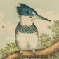 Bird - Chromo lithograph print (Plate - XIX) by Theodore Jasper -  Bird Art / Avian Art