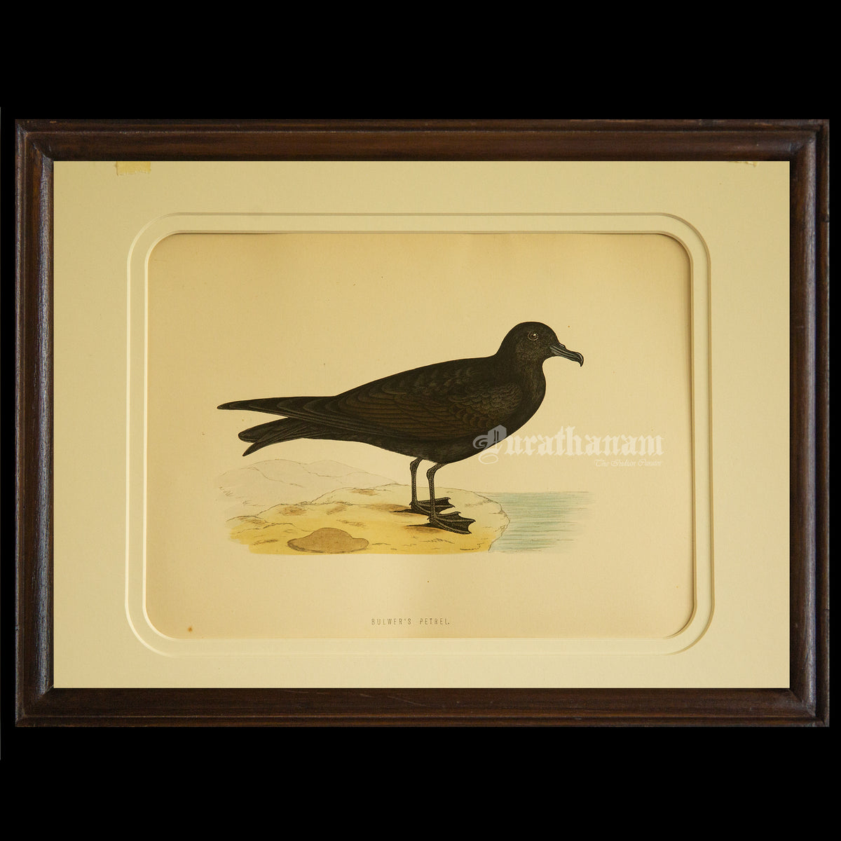 Bird -Bulwer’s Petrel - Hand-Coloured Wood Engraving - Bird Art / Avian Art
