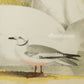 Bird - Chromo lithograph print (Plate - LX) by Theodore Jasper -  Bird Art / Avian Art