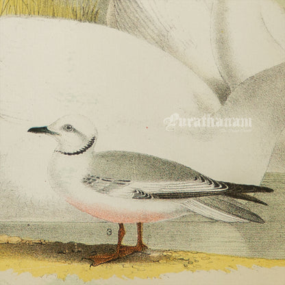Bird - Chromo lithograph print (Plate - LX) by Theodore Jasper -  Bird Art / Avian Art