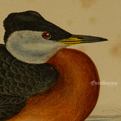 Bird -Eared Grebe - Hand-Coloured Wood Engraving - Bird Art / Avian Art