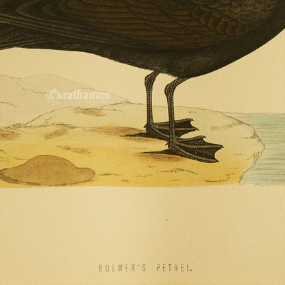 Bird -Bulwer’s Petrel - Hand-Coloured Wood Engraving - Bird Art / Avian Art