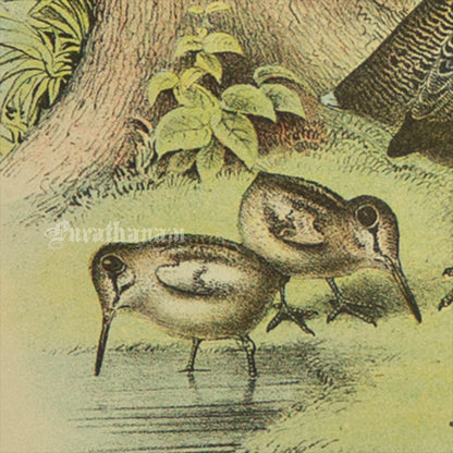 Bird - Chromo lithograph print (Plate - IX) -  Bird Art / Avian Art