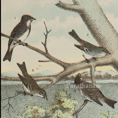 Bird - Chromo lithograph print (Plate - I ) by Theodore Jasper -  Bird Art / Avian Art