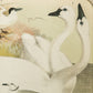 Bird - Chromo lithograph print (Plate - LX) by Theodore Jasper -  Bird Art / Avian Art