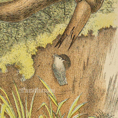 Bird - Chromo lithograph print (Plate - XIX) by Theodore Jasper -  Bird Art / Avian Art