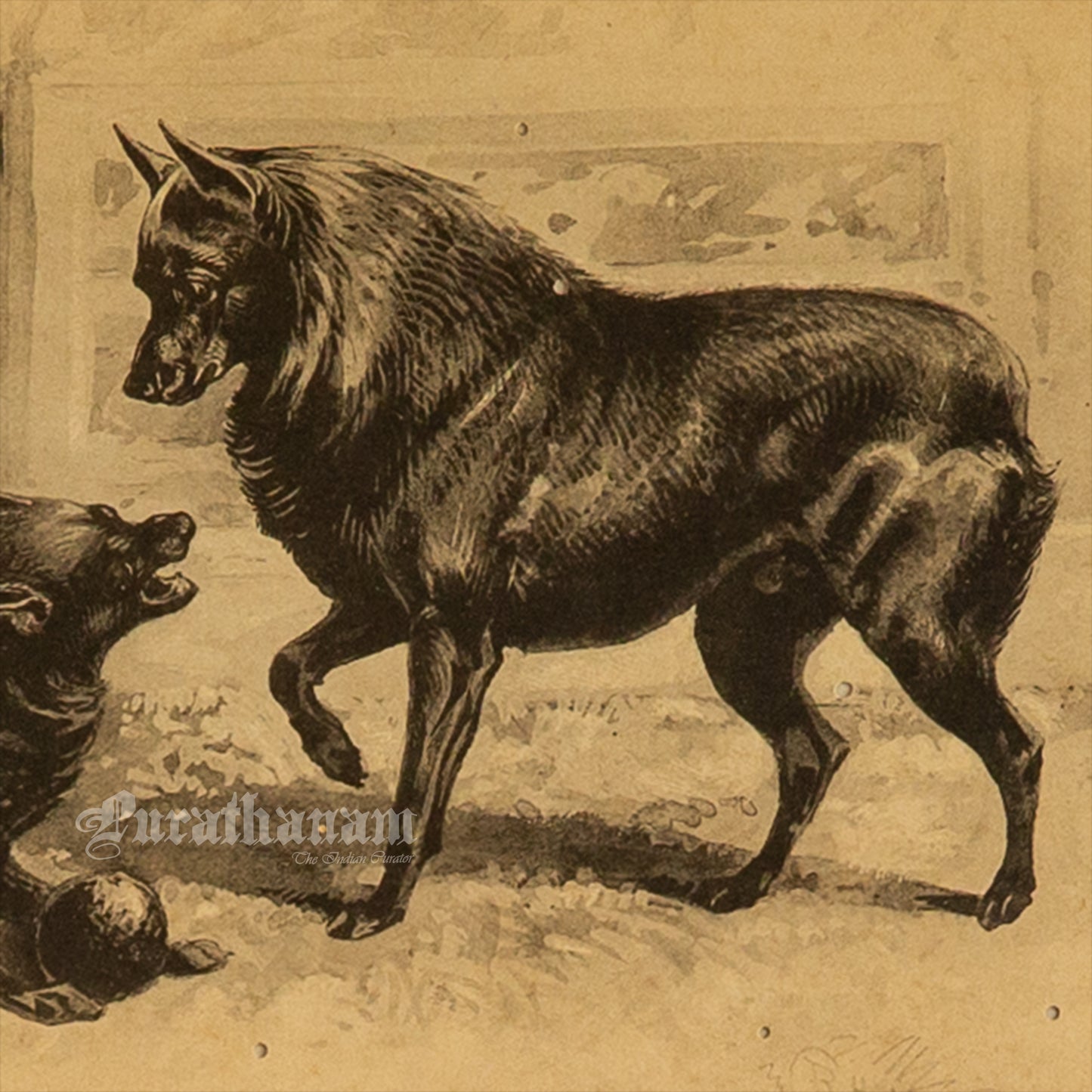 Dogs- Playful Encounter – Schipperke Study, Antique Book Plate (Wildlife Art)- Photogravure Print