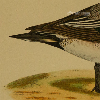 Bird -American Wigeon - Hand-Coloured Wood Engraving - Bird Art / Avian Art