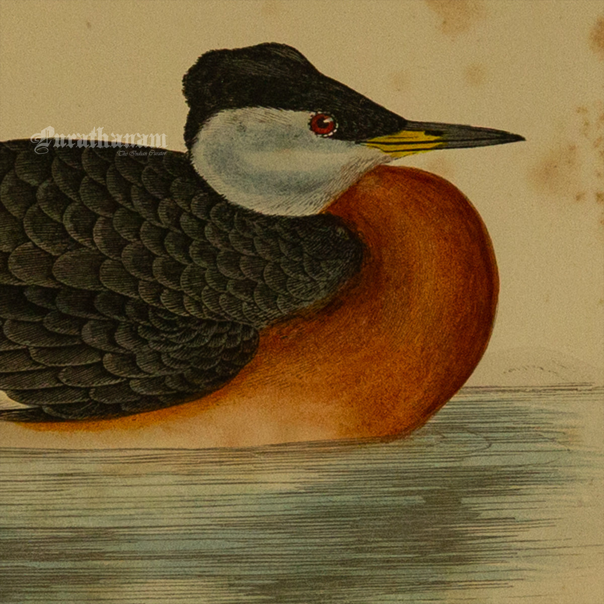 Bird -Eared Grebe - Hand-Coloured Wood Engraving - Bird Art / Avian Art