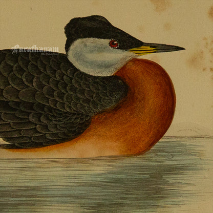 Bird -Eared Grebe - Hand-Coloured Wood Engraving - Bird Art / Avian Art