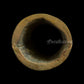 Shiva Mukhalingam - Brass