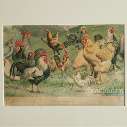 Hens & Cocks - Bird Art / Avian Art - Chromolithograph Print