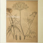 Enanthe Crocata - Hemlock Water Dropworts