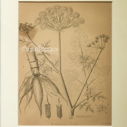 Enanthe Crocata - Hemlock Water Dropworts