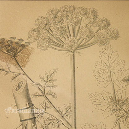 Enanthe Crocata - Hemlock Water Dropworts