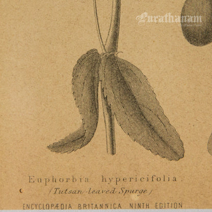 Euphorbia Hypericifolia