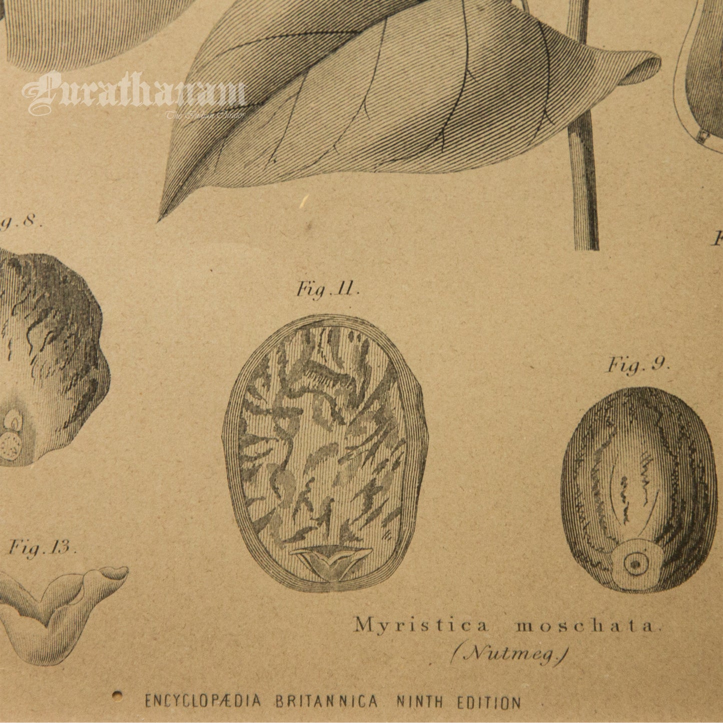 Myristica Moschata - Nutmeg