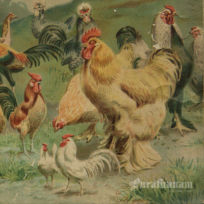 Hens & Cocks - Bird Art / Avian Art - Chromolithograph Print