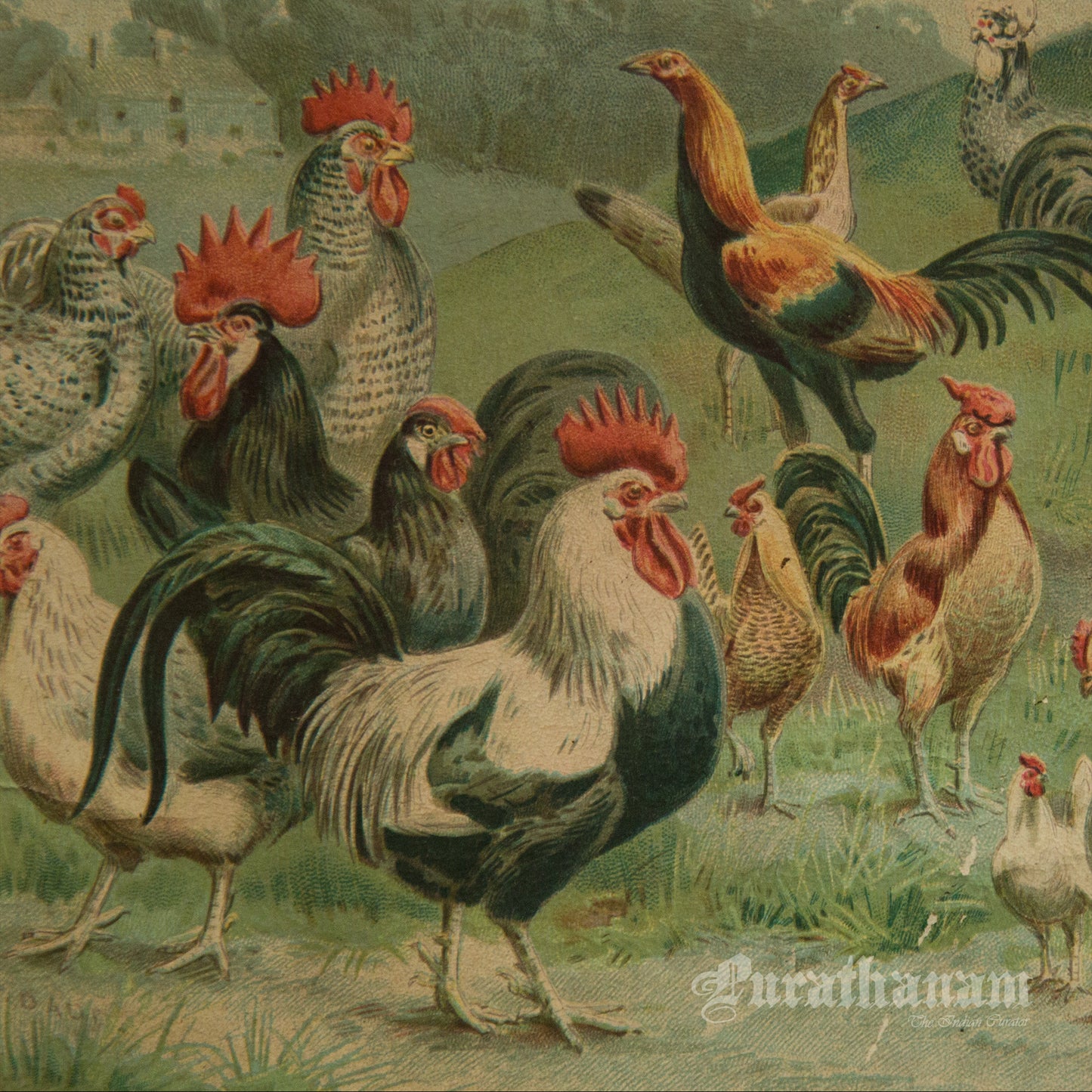 Hens & Cocks - Bird Art / Avian Art - Chromolithograph Print