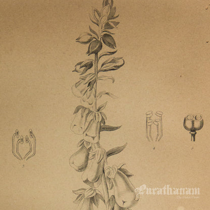 Digitalis Purpurea - Purple Foxglove