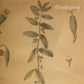Euphorbia Hypericifolia